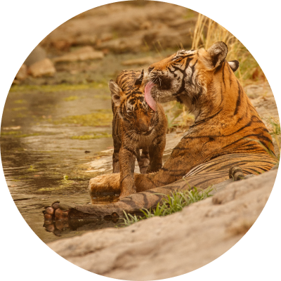 ranthambhore tour
