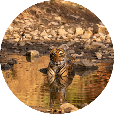 Ranthambhore National Park