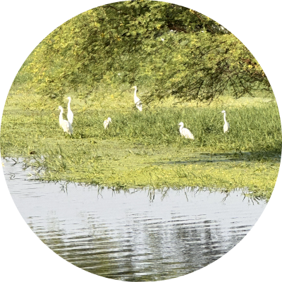 bhartapur Bird Sanctuar