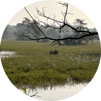 Keoladeo Ghana National
              Park